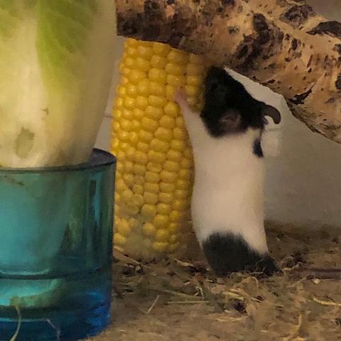 foto ins maushaus: neben salat in der vase steht ein frischer maiskolben senkrecht in der landschaft. eine kleine schwarzweiße maus steht genauso senkrecht am kolben und scheint ihn mit ihren kurzen ärmchen umarmen zu wollen; etwas ratlos, wo sie zuerst reinbeißen soll.