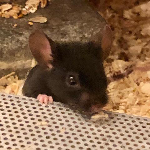 portrait einer maus mit schwarzem kopf. halbprofil, ihre rechte hand liegt auf dem lüftungsblech des maushauses, sie wirkt recht nachdenklich.