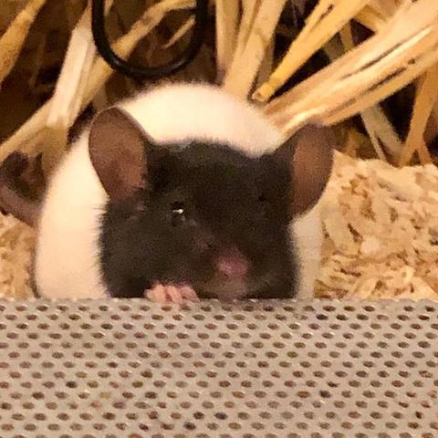 nochmal dieselbe maus, jetzt sieht man, dass sie schwarzweiß ist. die rechte hand liegt immer noch auf dem lüftungsblech.
aber die ansicht hat sich geändert. jetzt ist die silhouette kugelrund, sie guckt leicht geduckt direkt in die kamera, und man erwartet, jeden moment von einer sehr, sehr kleinen katze attackiert zu werden.