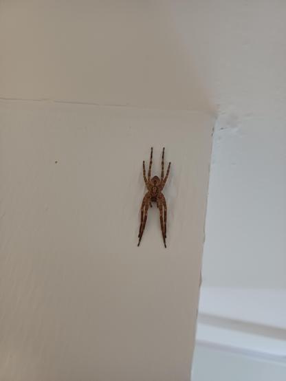 Eine hellbraune Spinne in relativ gestreckter Haltung in einem oberen Winkel des Raums.