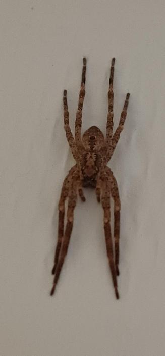 Die gleiche Spinne näher.