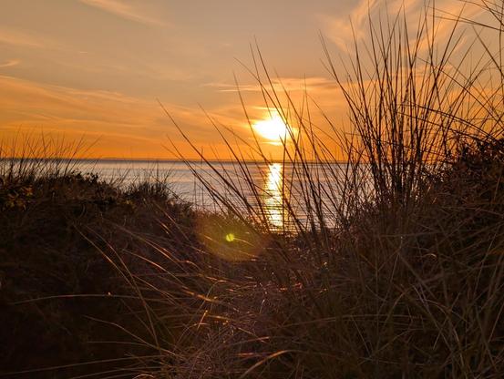 Ein (zugegeben recht kitschiges) Sonnenuntergangs-Foto. Vorne Strandhafer, hinten der Sonnenuntergang.