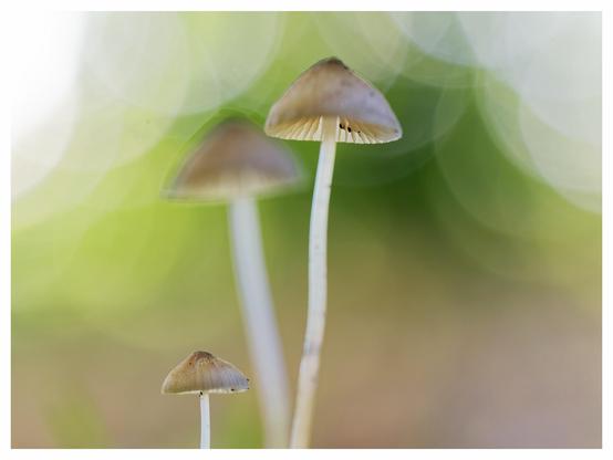 Three small mushrooms with brown caps and slender white stems, set against a softly blurred green background.