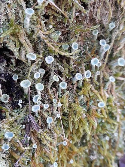 Photo of moss and lichens on tree bark. The bright trumpet-like parts of the lichen grow higher than other parts.