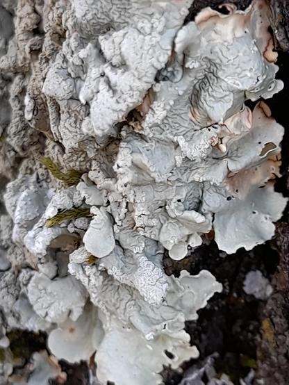 Macro of a bright grey lichen looking like crumbled salad.