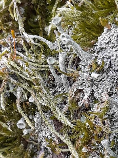 A symbiotic mixture of green moss and white-grey trumpet-like lichens.