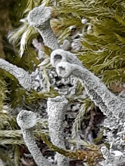 Macro of the trumpet-like lichen parts, looking like elephant trunks.