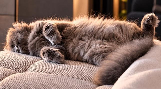 Kouki… der Kater schläft…