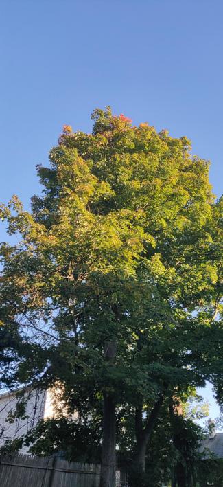 Trees in sunlight.