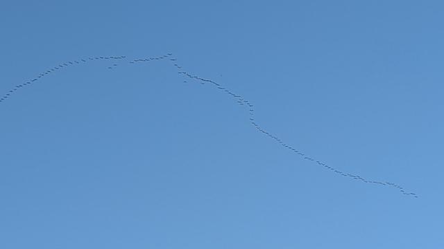 Kranichschwarm in Formation unter blauem Himmel