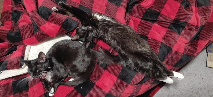 A neat and dapper yawning tuxedo kitten next to his tousled brother.