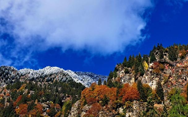 Rotgefärbter Wald am Berghang, darüber schneebedeckte Fichten unter blauem Himmel mit einer weißen Wolke.