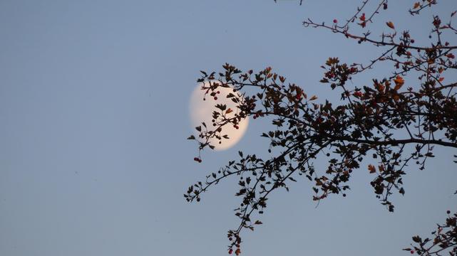 Zunehmender Mond am hellen Himmel, hinter Baum