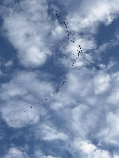 Eine lange Reihe Zugvögel fliegt in Formation gen Süden