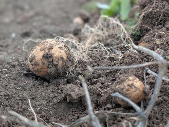 Kleine Kartoffeln auf dem Acker, die dank Nahaufnahme ganz groß rauskommen!