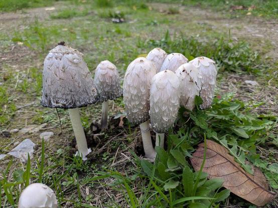 Gruppe von schlanken Pilzen mit weißen, schuppigen Hüten (Tintlinge) auf grasigem Boden neben einem braunen Blatt