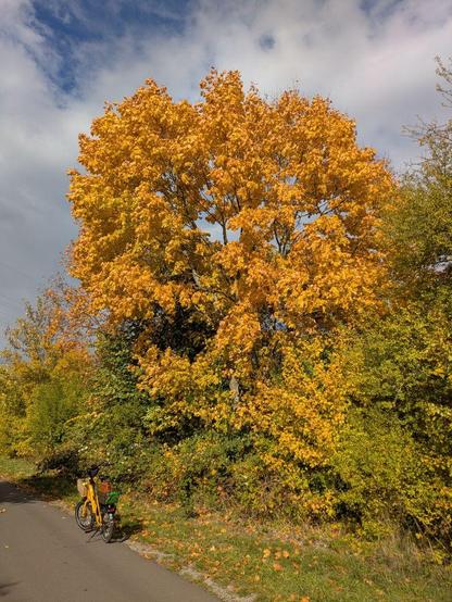 Großer Ahorn mit herbstlich gelben Blättern neben einem Radweg und einem abgestellten Fahrrad