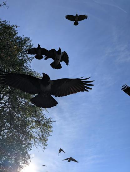 Foto nach oben Richtung blauer Himmel: mehrere große dunkle Krähen fliegen über uns, eine sehr nah an der Kamera, sie hat ihre Flügel weit ausgebreitet. Im Hintergrund links sind große Baumkronen.