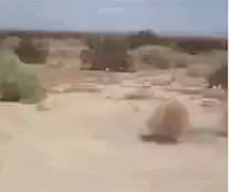 tumbleweed GIF