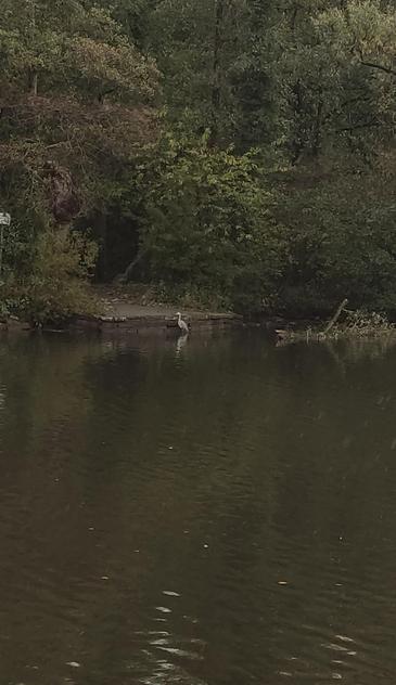 Trauernder Reiher, der am Rand des Stadtteiches sitzt.