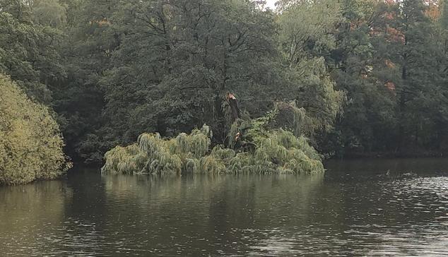 Vom Sturm durchgebrochene Weide, deren Wipfel nun im Teich liegt.
