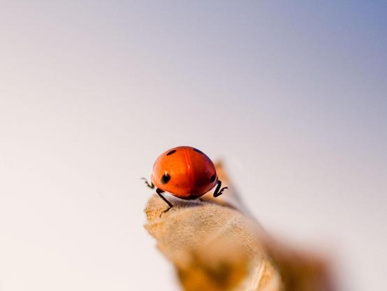 Ein Marienkäfer von hinten: Er marschiert auf einem kleinen Stück Holz und hebt dabei das vordere linke und hintere rechte Beinchen hoch. Der Hintergrund ist blau/grau ohne erkennbare Strukturen.