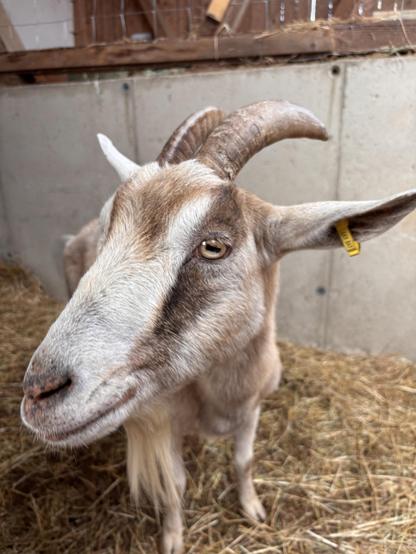 Mama goat