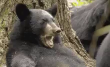 a black bear is yawning while laying on a tree