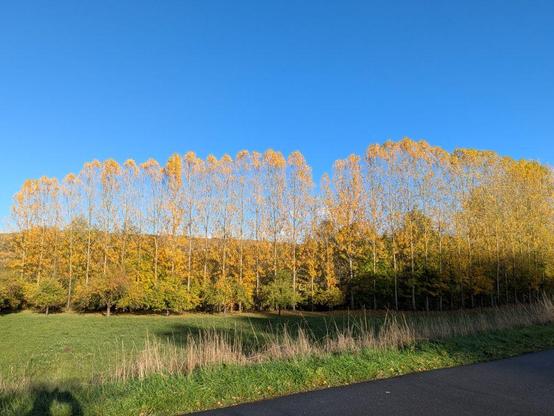 Reihe hoher Pappeln am Rand der Tauber mit herbstlich gelb verfärbtem Laub vor klarem blauem Himmel und Wiese im Vordergrund