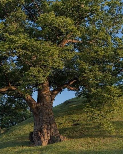 Alter Baum auf einer hügeligen Wiese bei blauem Himmel 
Quelle: Avery, Pinterest